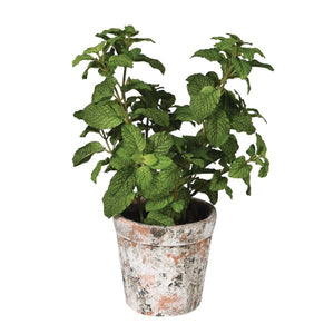 Mint in Pot - HAYGEN
