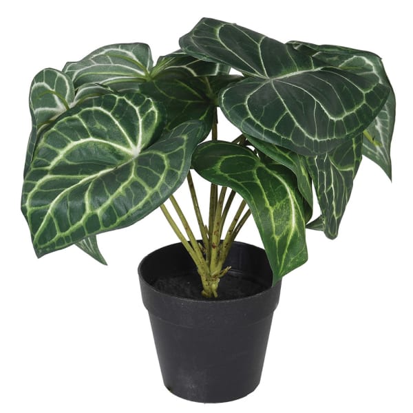 Syngogium Plant in Pot - HAYGEN