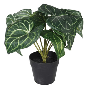 Syngogium Plant in Pot - HAYGEN