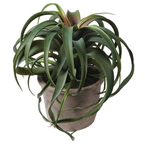 Tillandsia Plant in Pot - HAYGEN