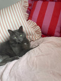 Amuse la Bouche - Blush candy stripe Cushion - HAYGEN
